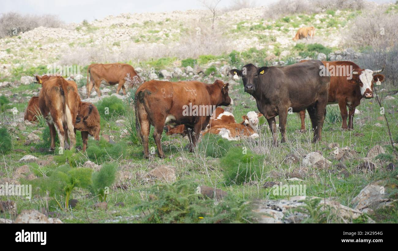 Grasende Kühe auf den Hügeln der Golanhöhen, Israel. Stockfoto
