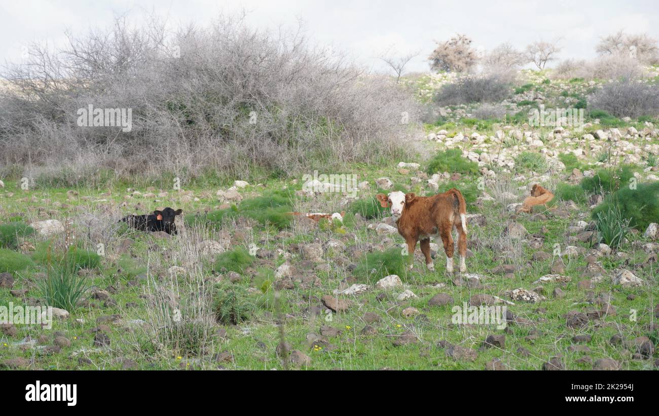 Kalb weidet auf den Hügeln der Golanhöhen, Israel Stockfoto