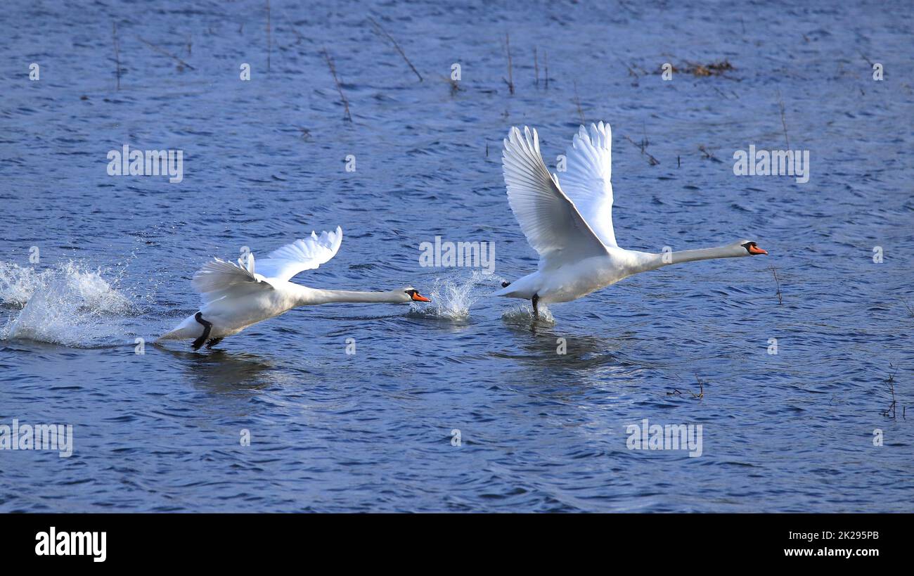 Stumme Schwäne von einem Teich aus starten Stockfoto