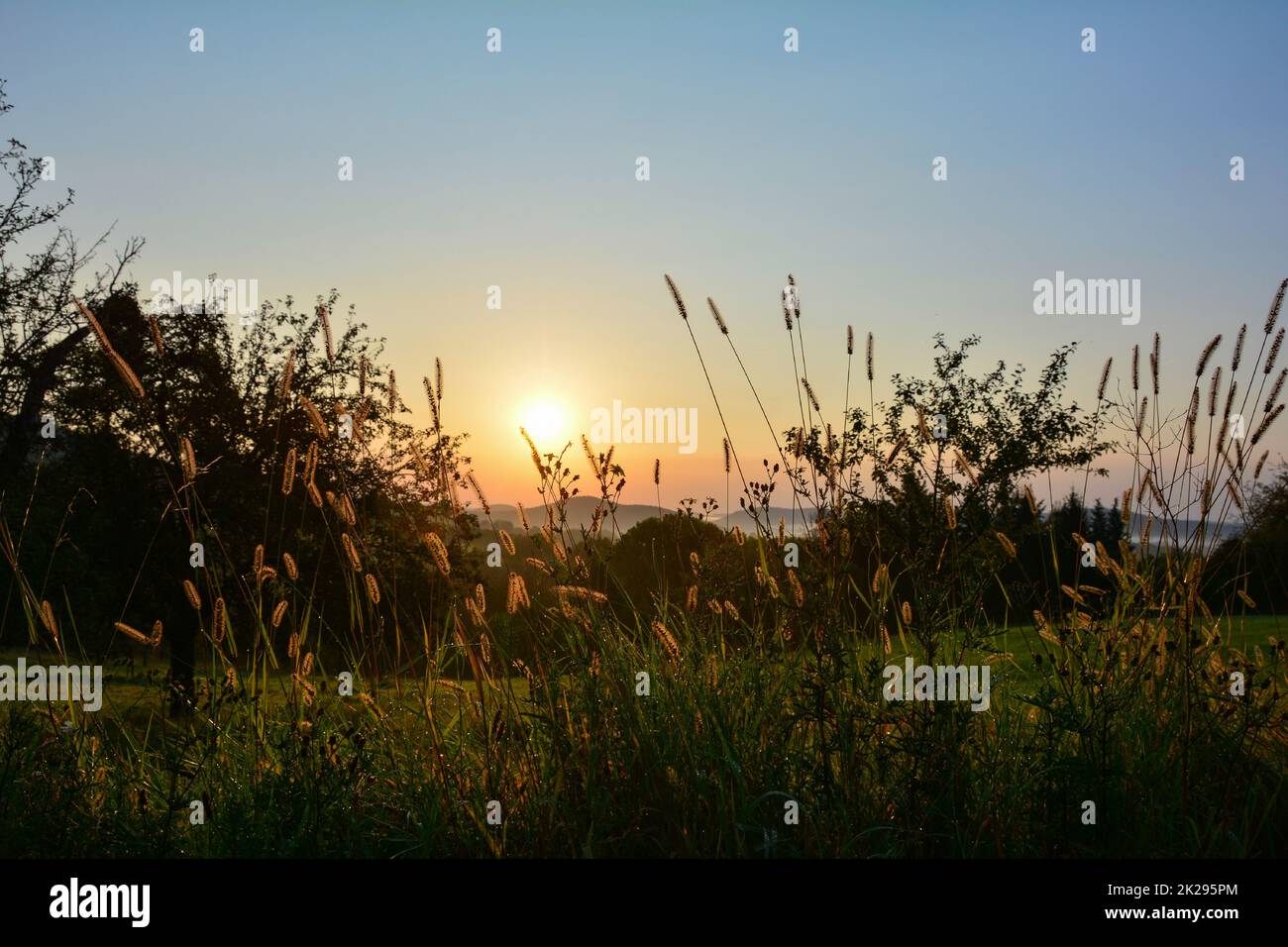 Gräser bei Sonnenaufgang in grüner Natur Stockfoto