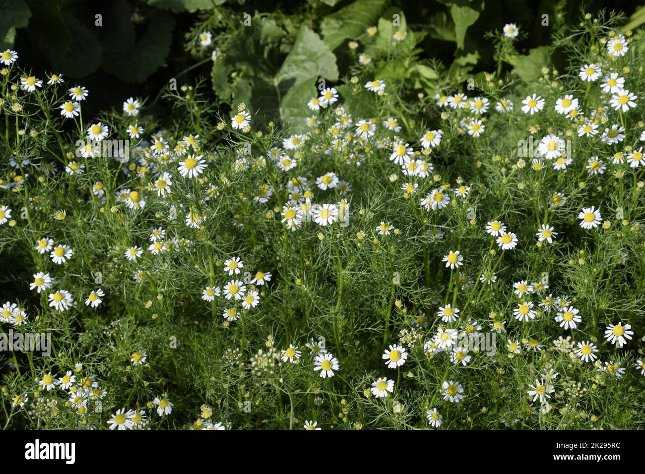 Blühende Kamille im Garten. Medizinische Kamille Stockfoto