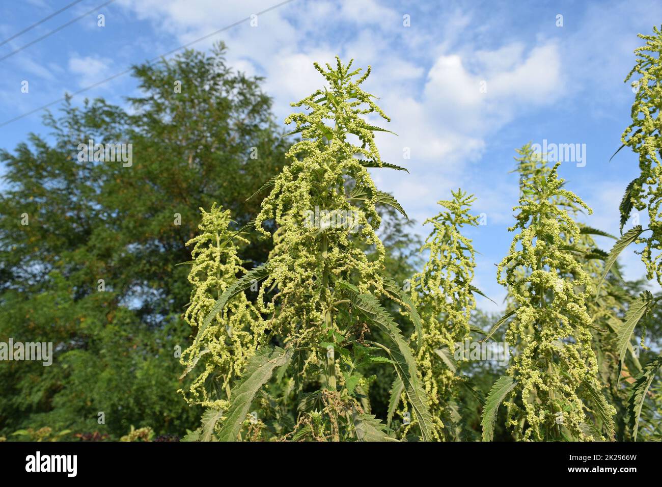 Gelb blühende brennnessel Fotos und Bildmaterial in hoher Auflösung