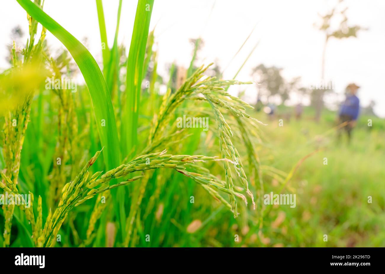 Selektiver Fokus auf das Ohr von Reis auf Weichtierfarmer und Grasfeld. Grünes Reisfeld. Reisplantation. Bio-Reisfarm in Asien. Das Konzept des Reispreises auf dem Weltmarkt. Paddy Field. Pflanzenanbau. Stockfoto