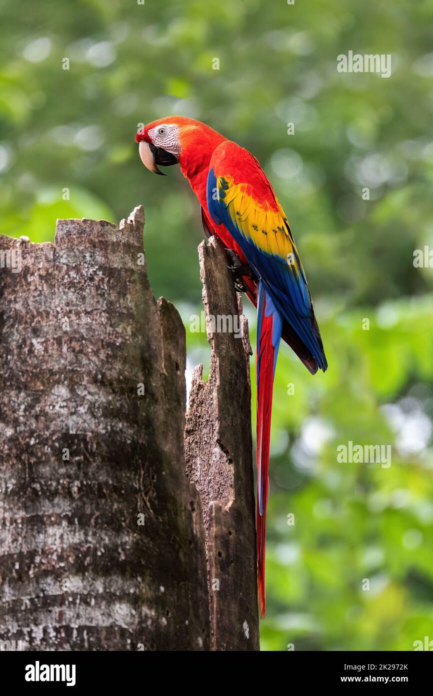 Scharlachrote Aras, Ara macao, Quepos Costa Rica. Stockfoto