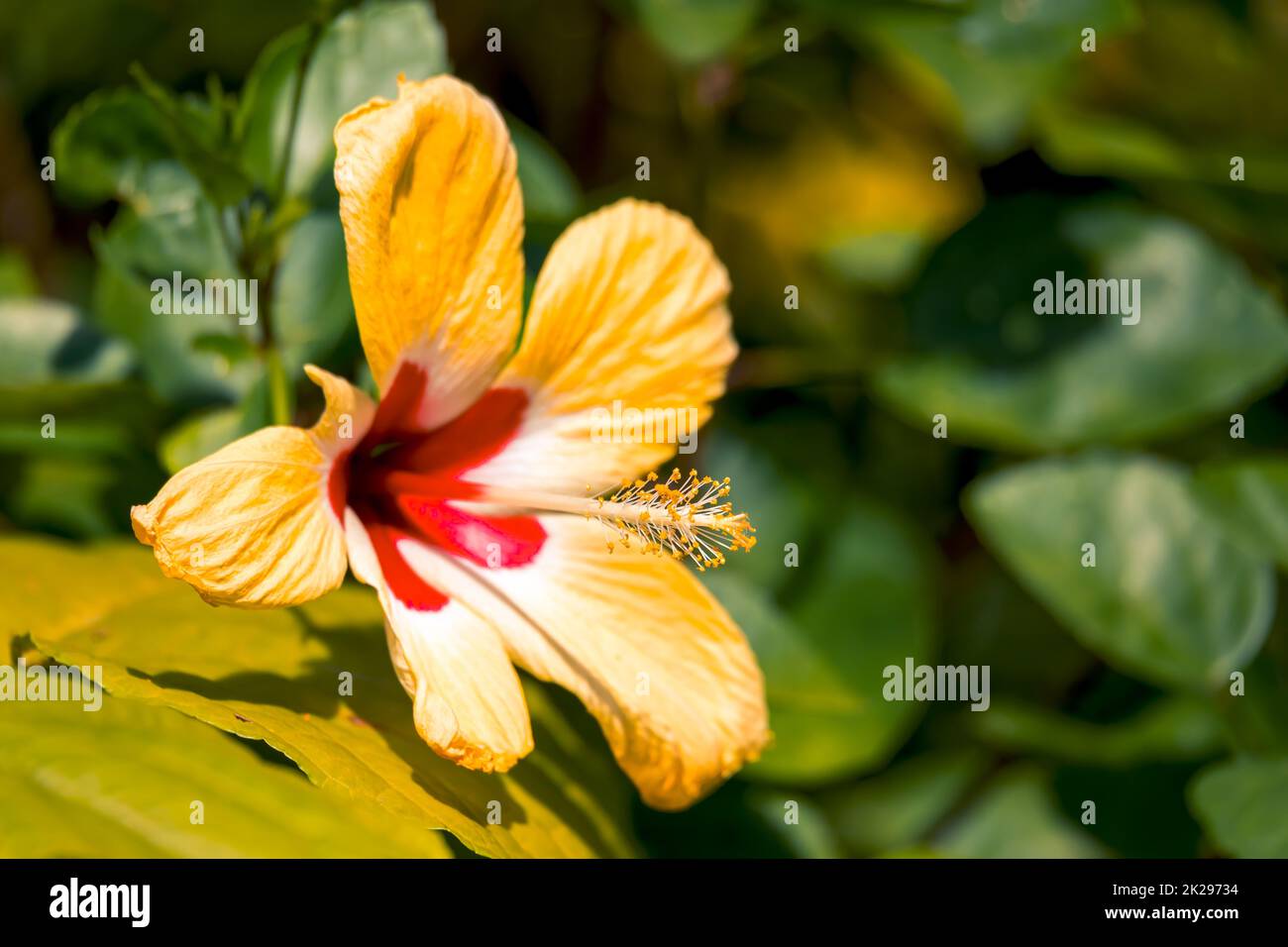 Gelbe Hibiskusblume, Costa Rica Natur Stockfoto