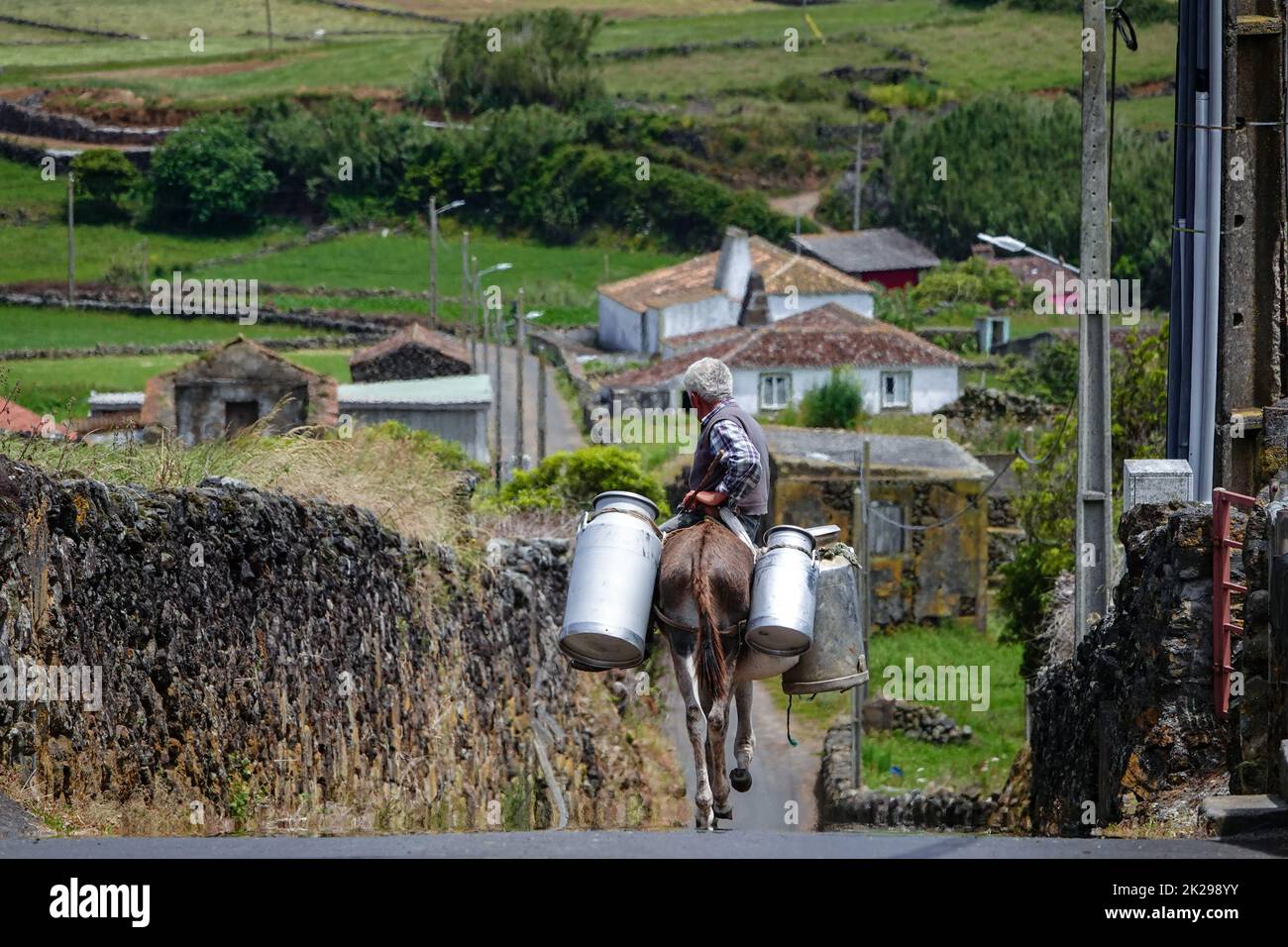 Milchviehhalter, der Milchdosen auf einem Esel zu einem Lagerplatz in Villa Nova, Terceira Island, Azoren, Portugal, transportiert. Die Azoren sind als Land der glücklichen Kühe bekannt und produzieren 30 % der gesamten Milchproduktion in Portugal. Stockfoto