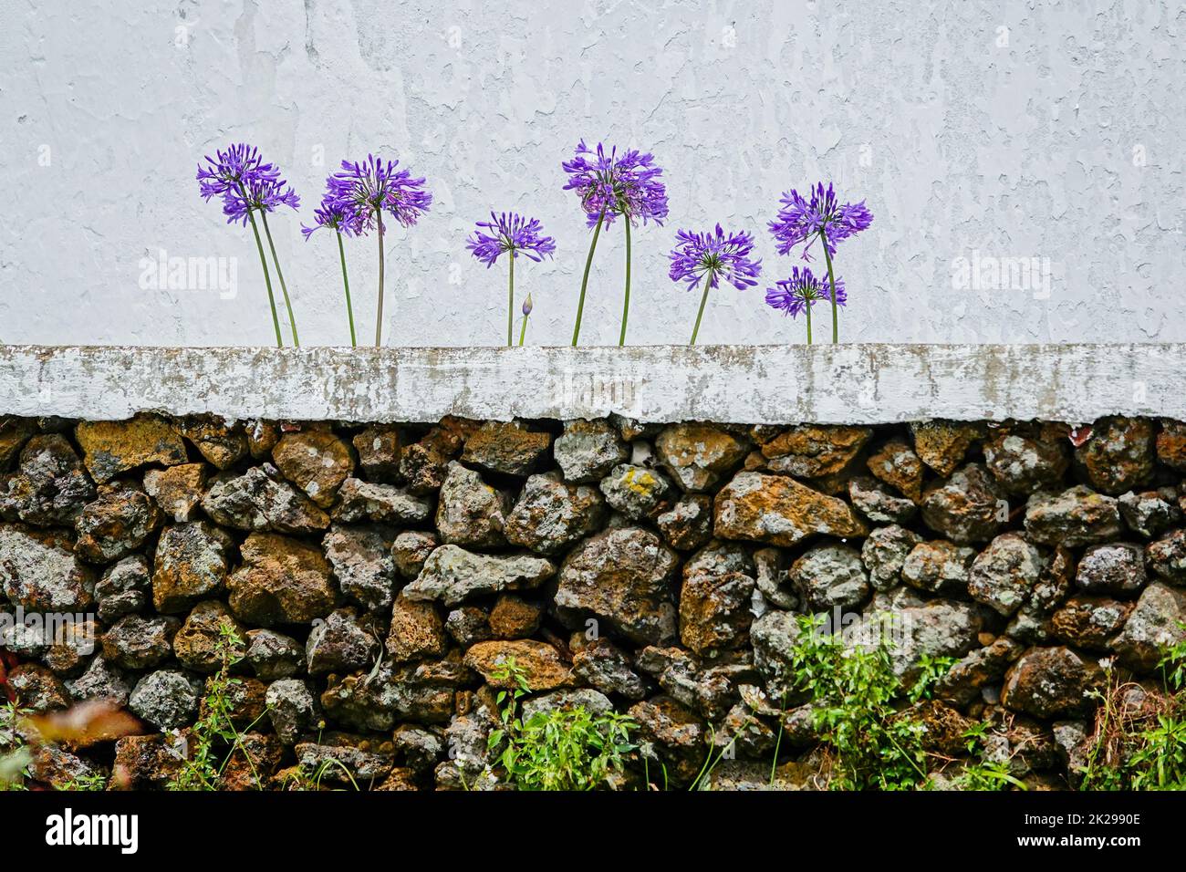 Die purpurne Nillilie blüht an einer weißen Wand im kleinen Dorf Villa Nova, Terceira Island, Azoren, Portugal. Stockfoto