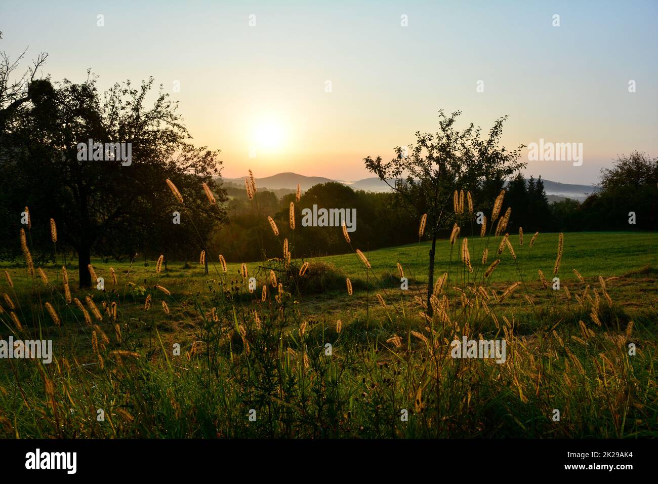 Morgen in der grünen Natur Stockfoto
