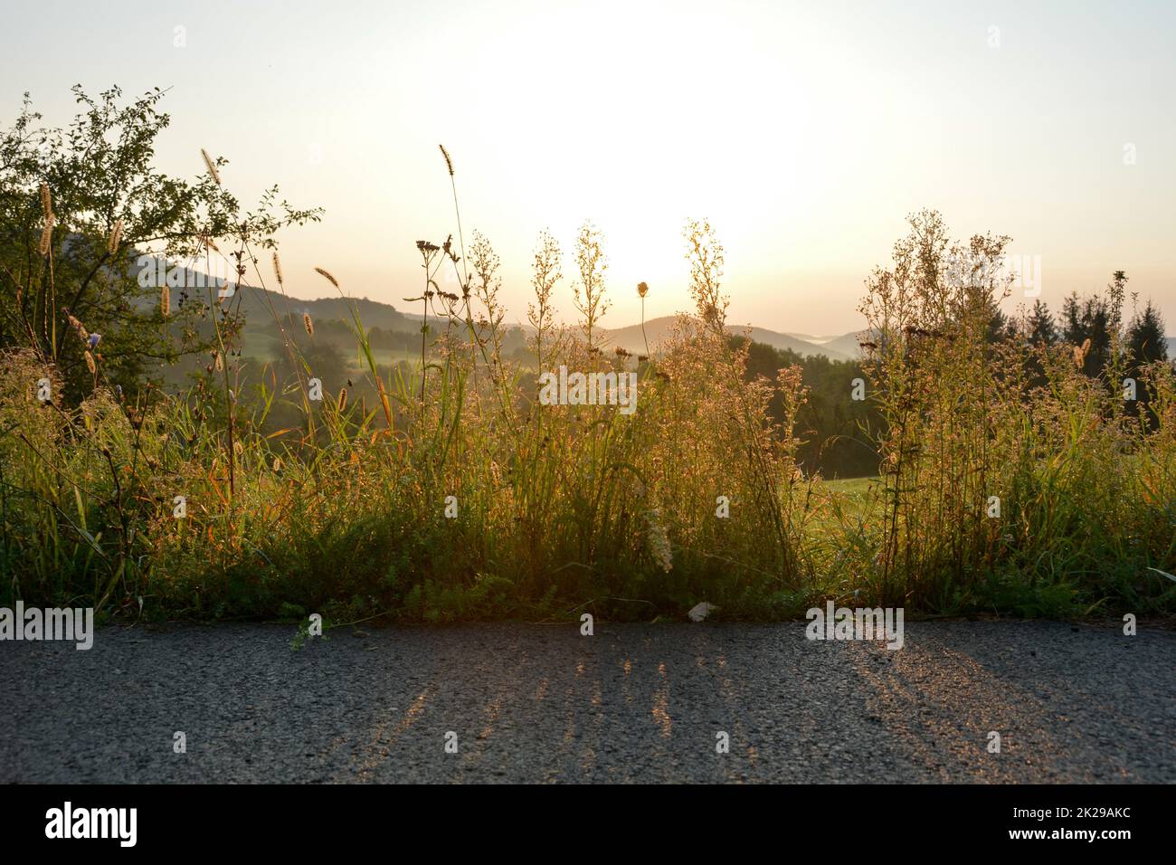 Morgenstunde - Gräser und eine Straße bei Sonnenaufgang Stockfoto