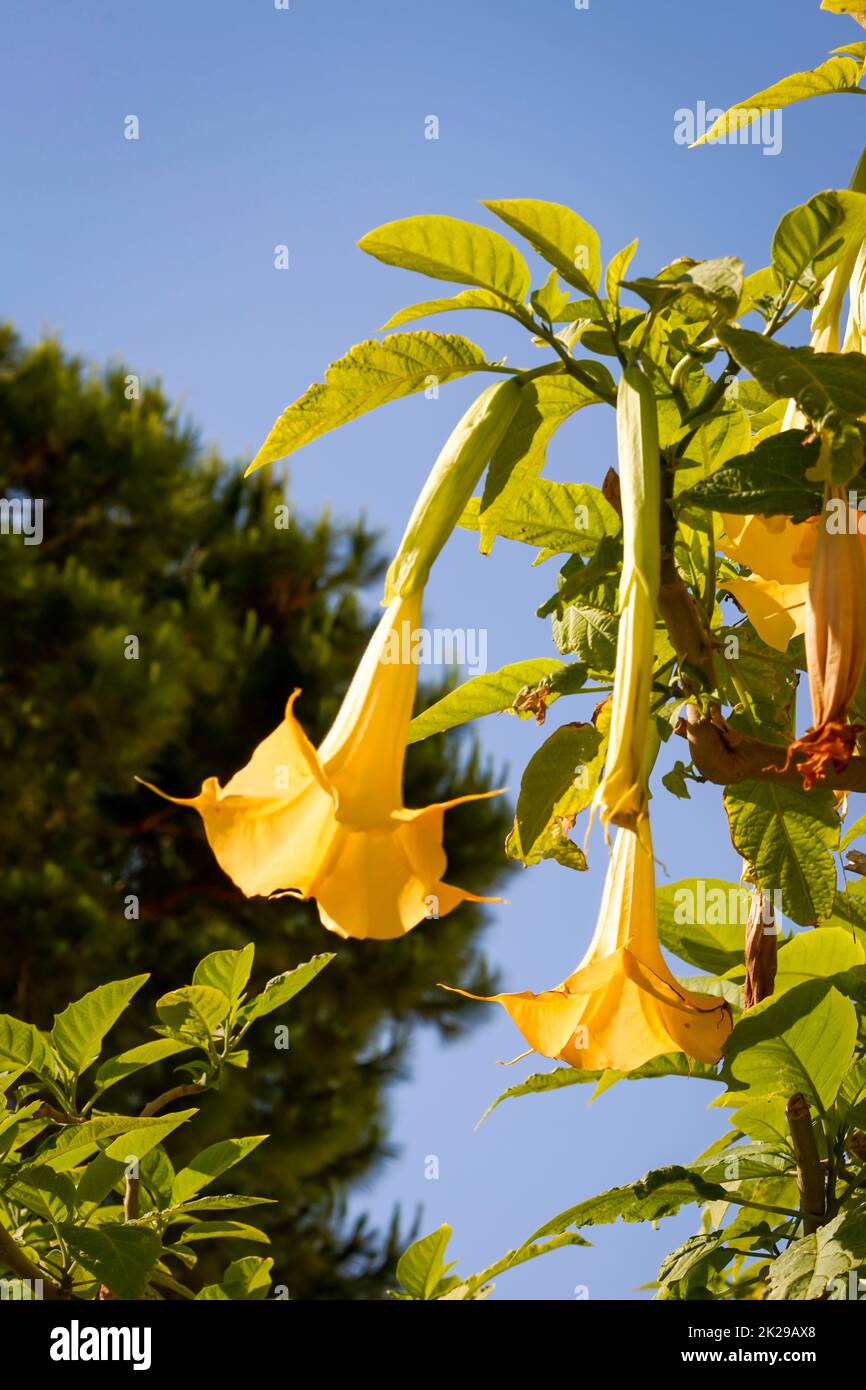 Die gelben Blumen einer Engeltrompete, Trompetenbaum. Stockfoto