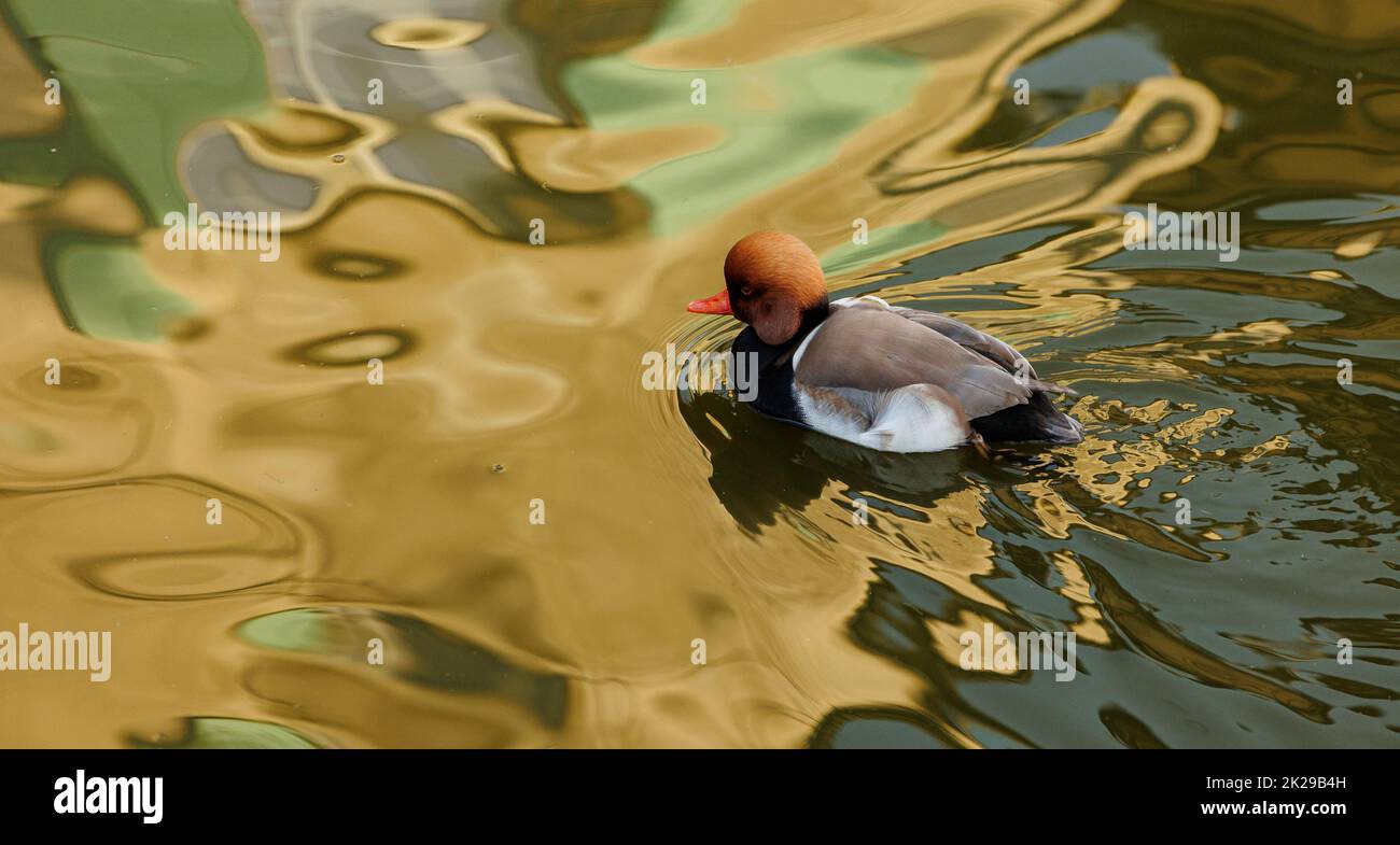 Ente auf grünem Wasser schwimmen Stockfoto