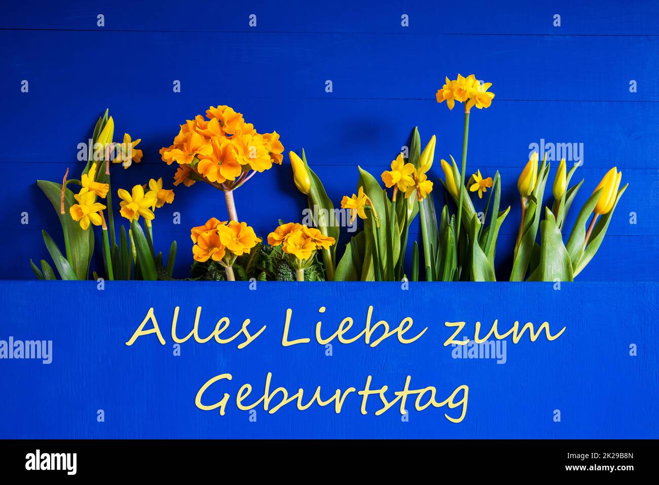 Frühlingsblumen, Tulpe, Narzisse, Text Geburtstag Bedeutet Happy Birthday Stockfoto
