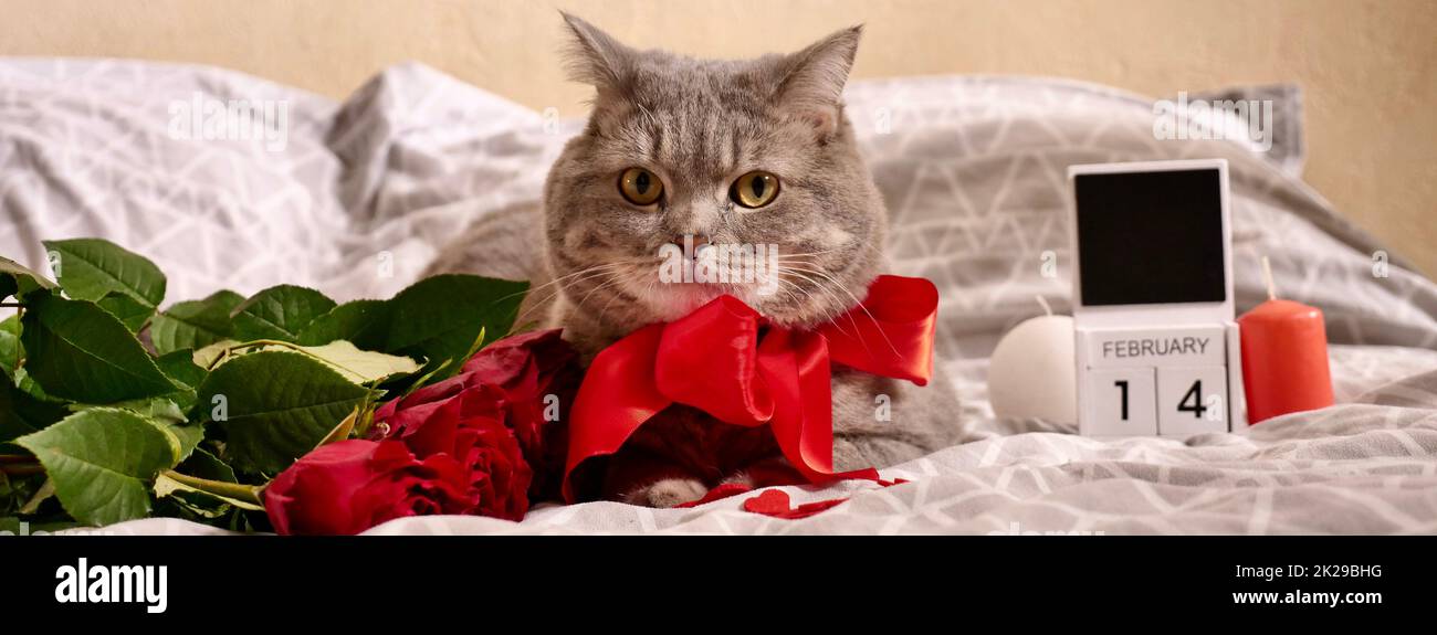 Die Katze feiert den Valentinstag im Bett mit roten Rosen Stockfoto