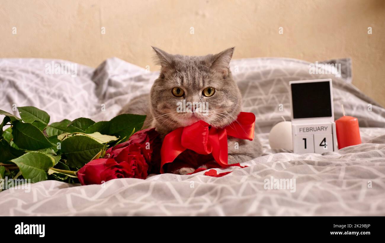 Die Katze feiert den Valentinstag im Bett mit roten Rosen Stockfoto