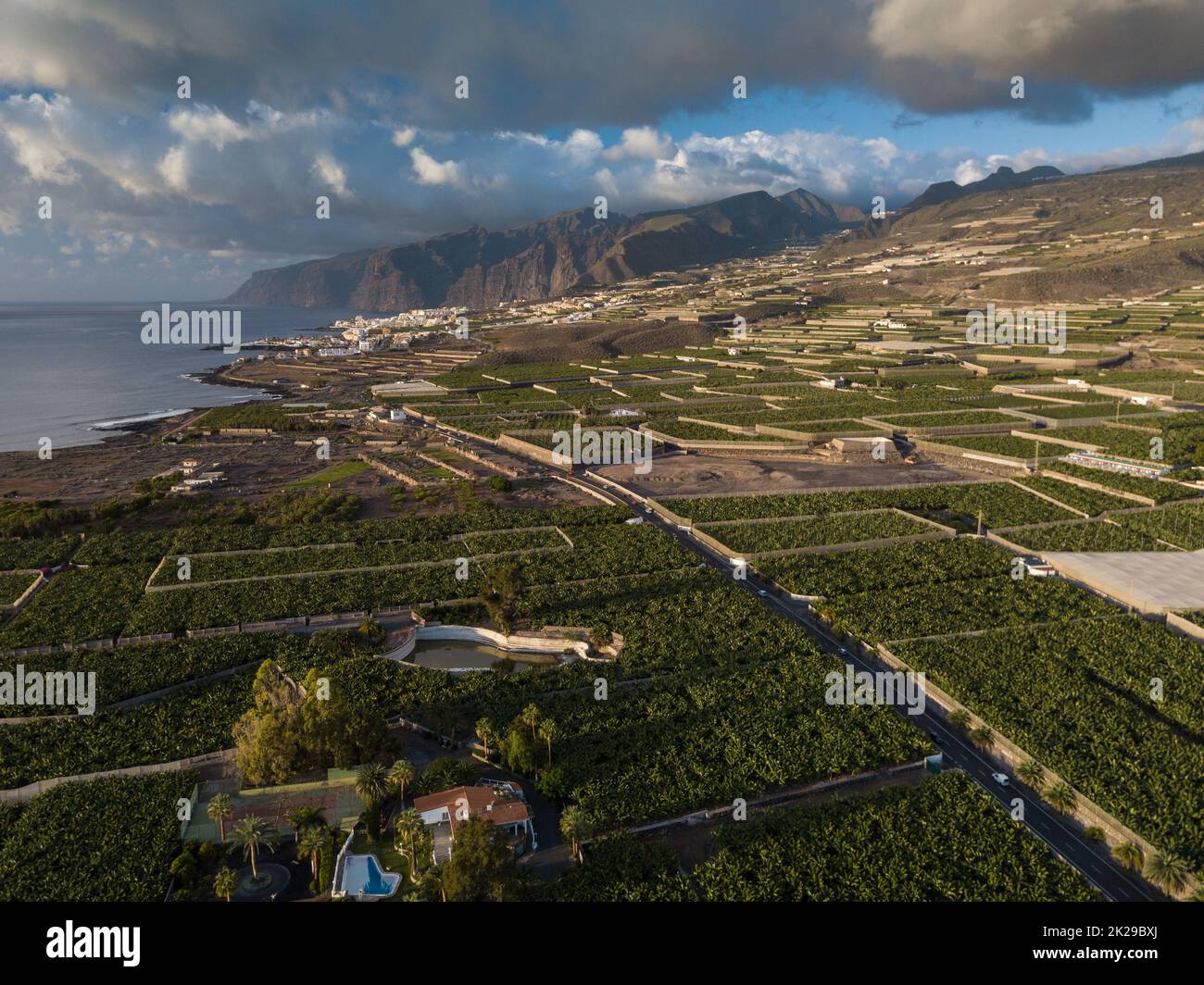 Bananenplantage - Bananenbäume im Garten am Meer, Teneriffa, Kanarische Inseln - Luftbild Stockfoto