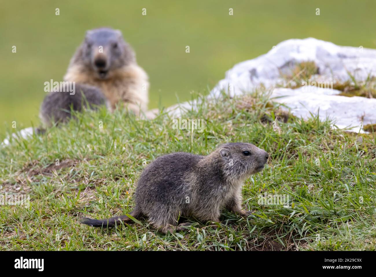 Marmot in der Nähe von Tignes, Tarentaise-Tal, Departement Savoie, Region Auvergne-Rhone-Alpes, Frankreich Stockfoto