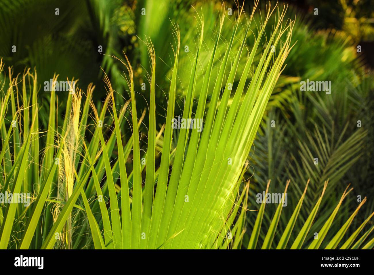 Flache Tiefenschärfe Foto aus Palmblättern, beleuchtet durch die Nachmittagssonne. Abstrakte tropischen Hintergrund. Stockfoto