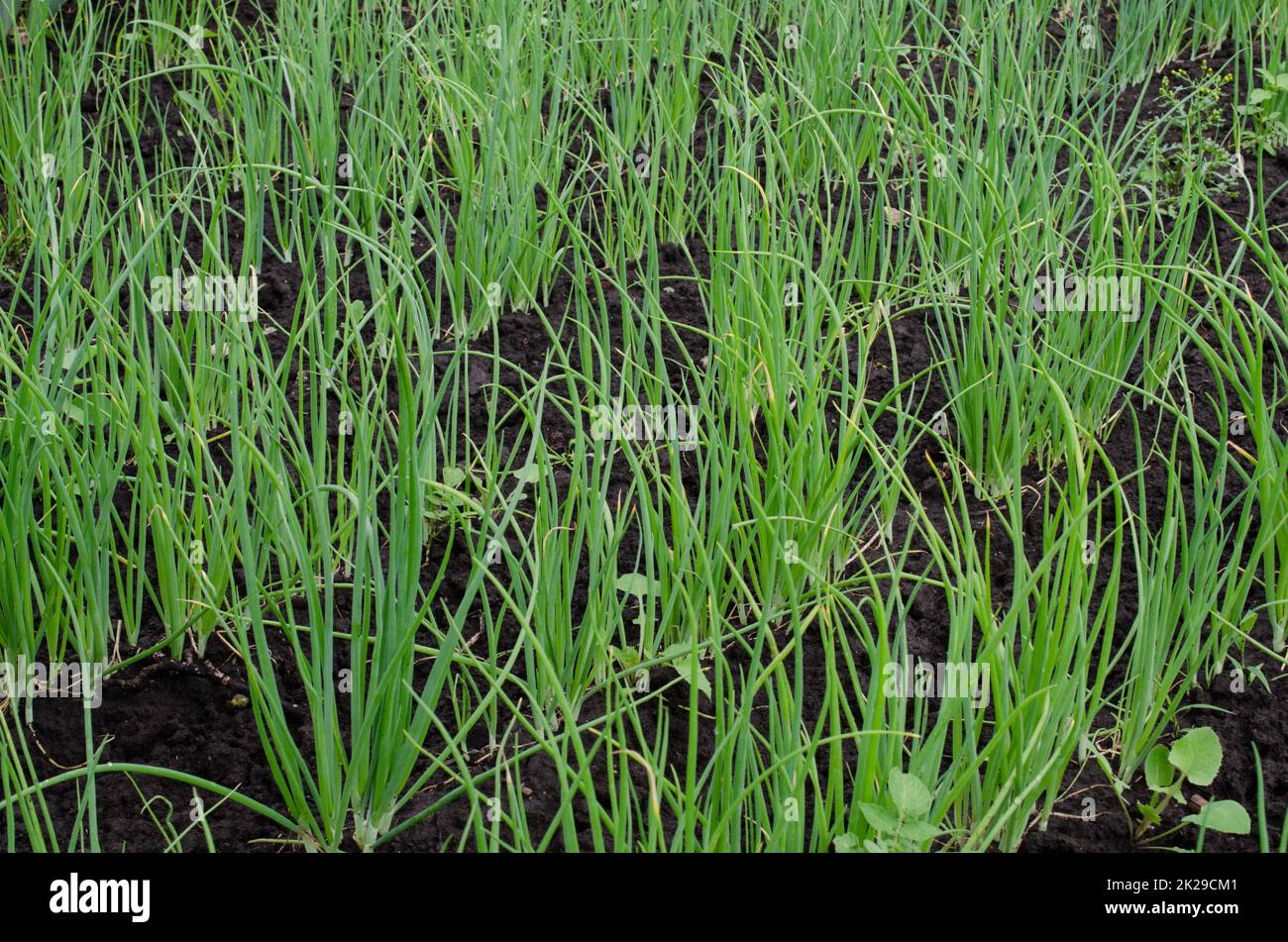 Frische Bio-Zwiebel wächst im Garten Grüne Zwiebel auf Gartenbett Stockfoto