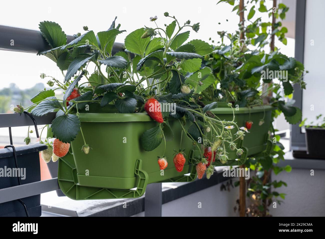 Reife, saftige Erdbeeren wachsen in Töpfen auf dem Balkon. Bio-Anbau zu Hause Stockfoto