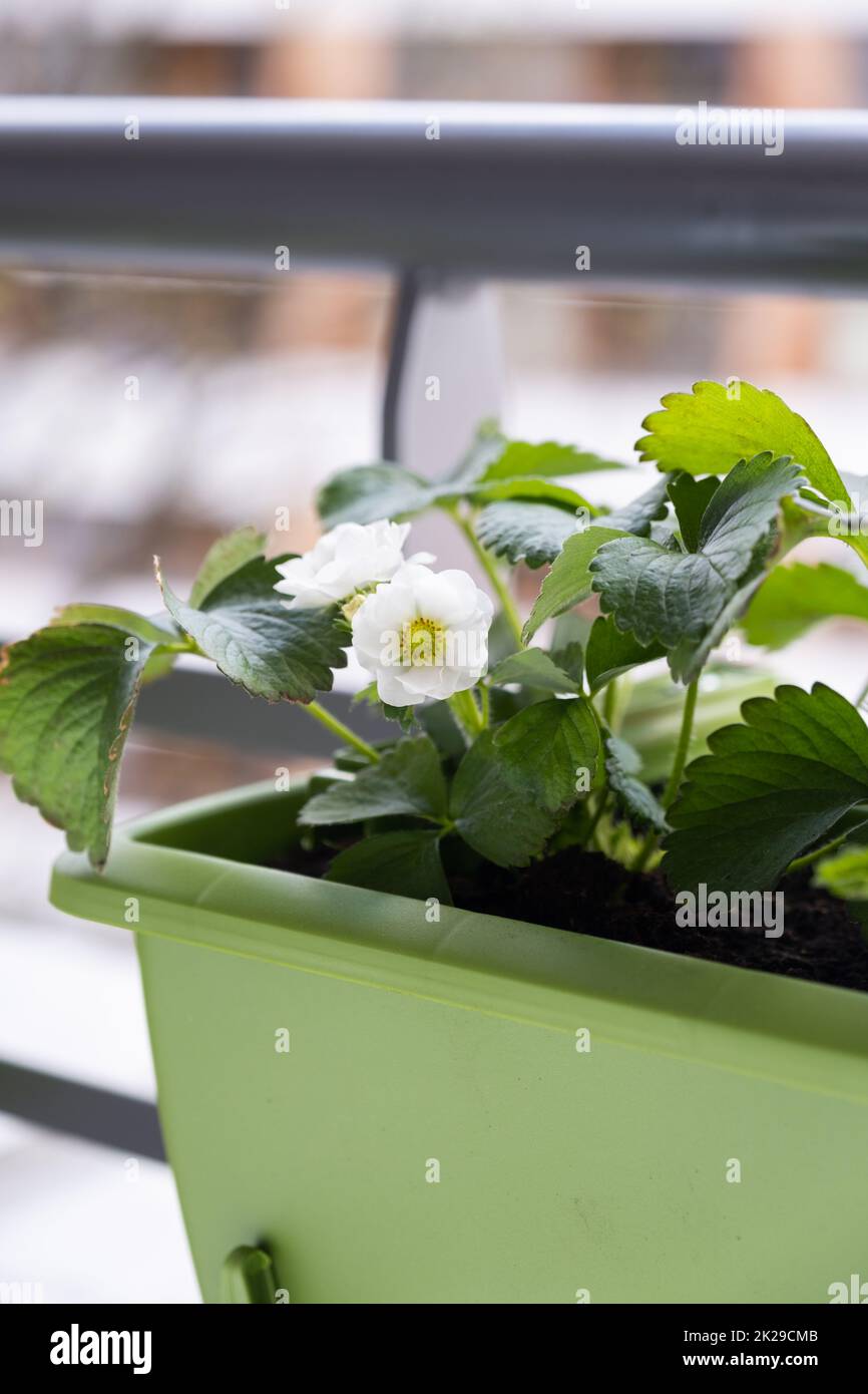 Blühende Erdbeerpflanze im Blumentopf, der am Balkonzaun in einem hohen Winkel hängt. Stockfoto