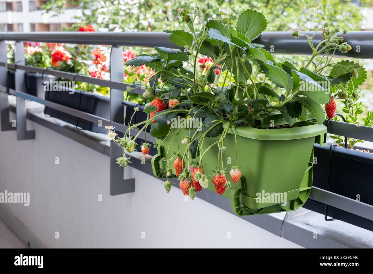 Erdbeersträucher mit reifen Früchten im Topf auf dem Balkon. Bio-Anbau zu Hause Stockfoto