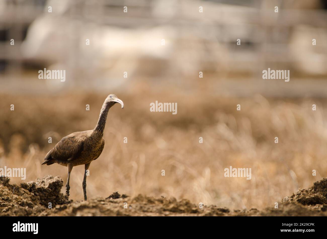 Glossy ibis sucht nach möglichen Raubtieren. Stockfoto