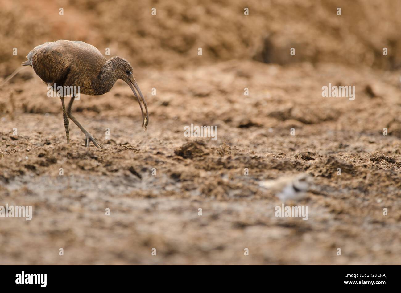 Das glänzende ibis Plegadis falcinellus fängt die Beute. Stockfoto