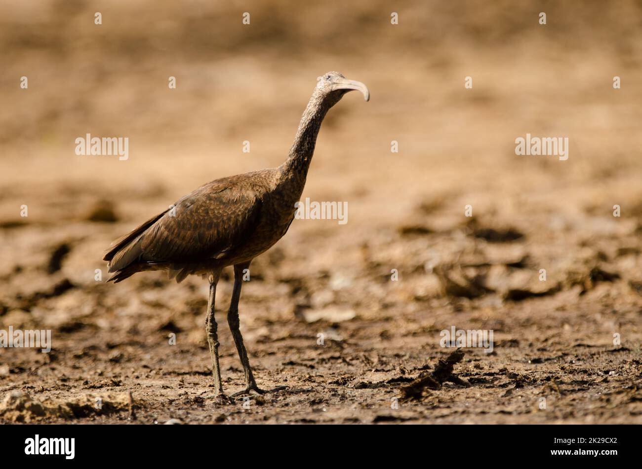 Glossy ibis sucht nach möglichen Raubtieren. Stockfoto