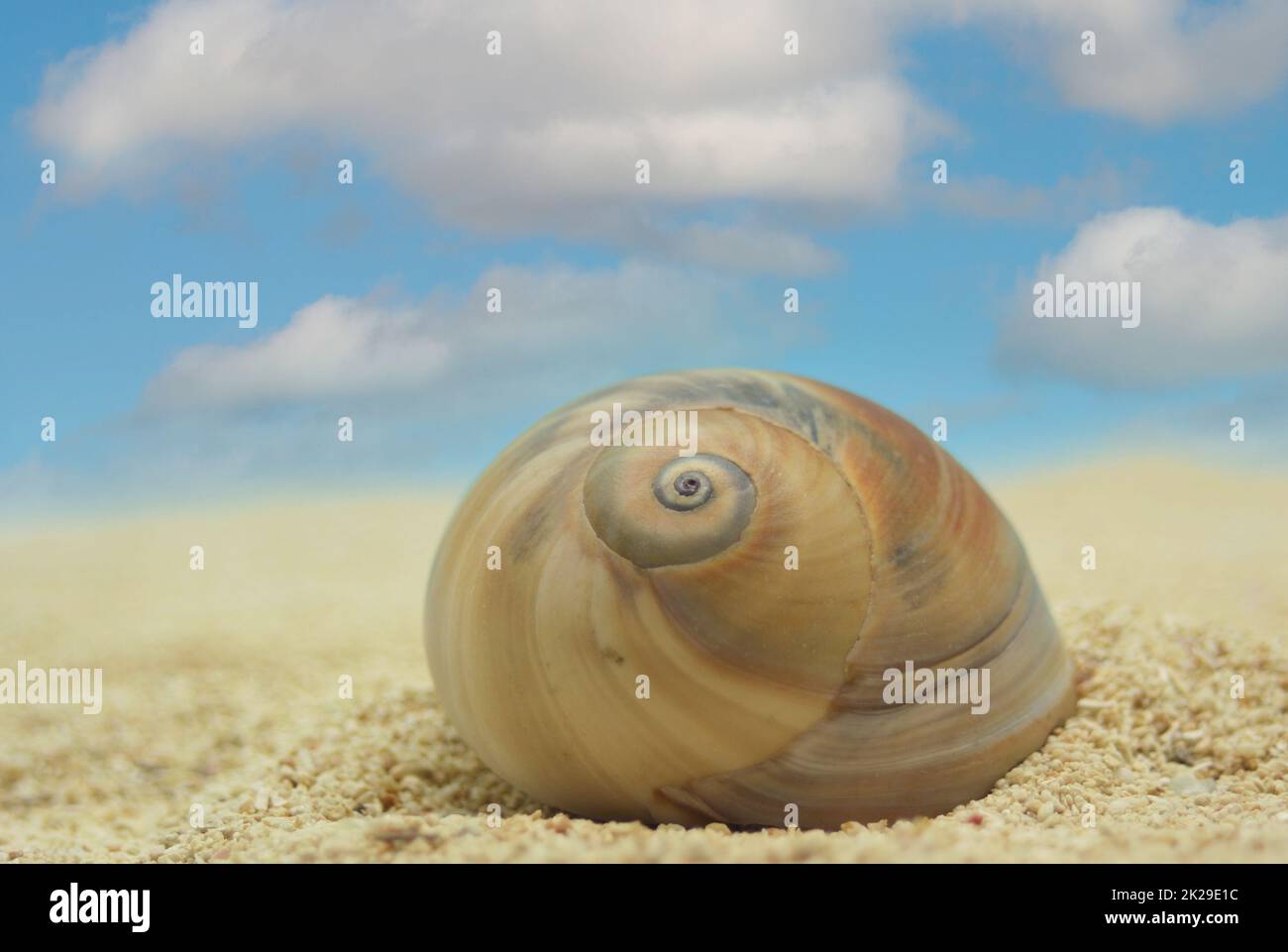 Sea Shell auf Sand mit Blue Sky Hintergrund Stockfoto