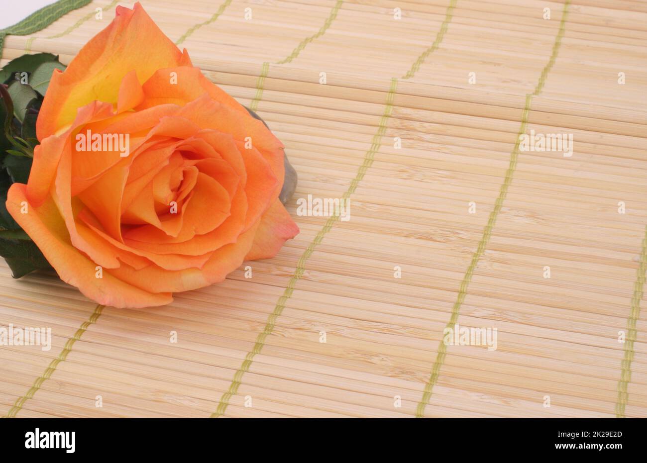 Korallenfarbene Rose auf Bambusmatte Stockfoto