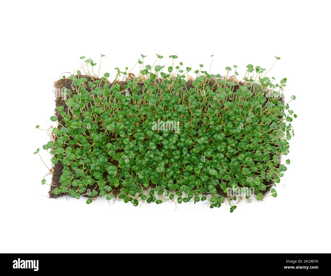chia Sprossen mit grünen Blättern auf weißem Hintergrund, mikrogrün. Zusatz zu Salaten und Getränken, Entgiftung Stockfoto
