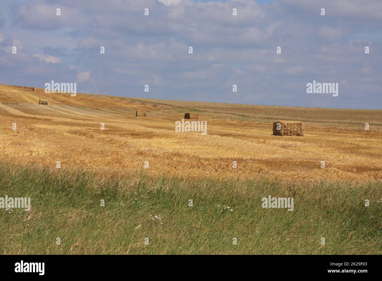 Geerntetes Weizenfeld mit Heuballen Stockfoto