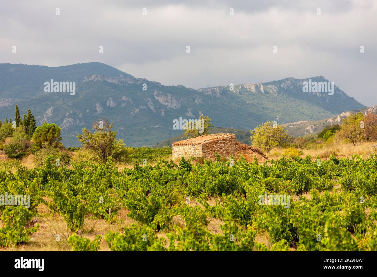 Weingüter in der Weinregion Languedoc-Roussillon, Roussillon, Frankreich Stockfoto