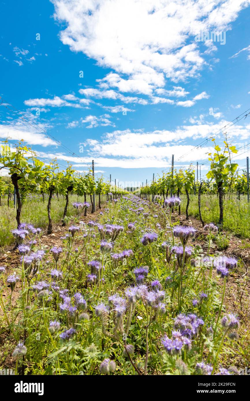 Florale Abstand in der ökologischen Weinberg, Mähren, Tschechien Stockfoto