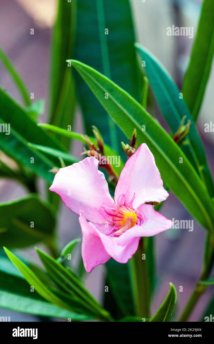 Nahaufnahme von Nerium OleanderTanger monta auch Rose Bay genannt, ein rosa blühendes immergrünes ganzjähriges, frostweiches Aroma Stockfoto