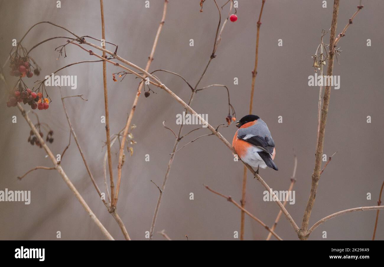 Eurasischer Bullfinch (Pyrrhula pyrrhula) männlich auf dem Ast Stockfoto