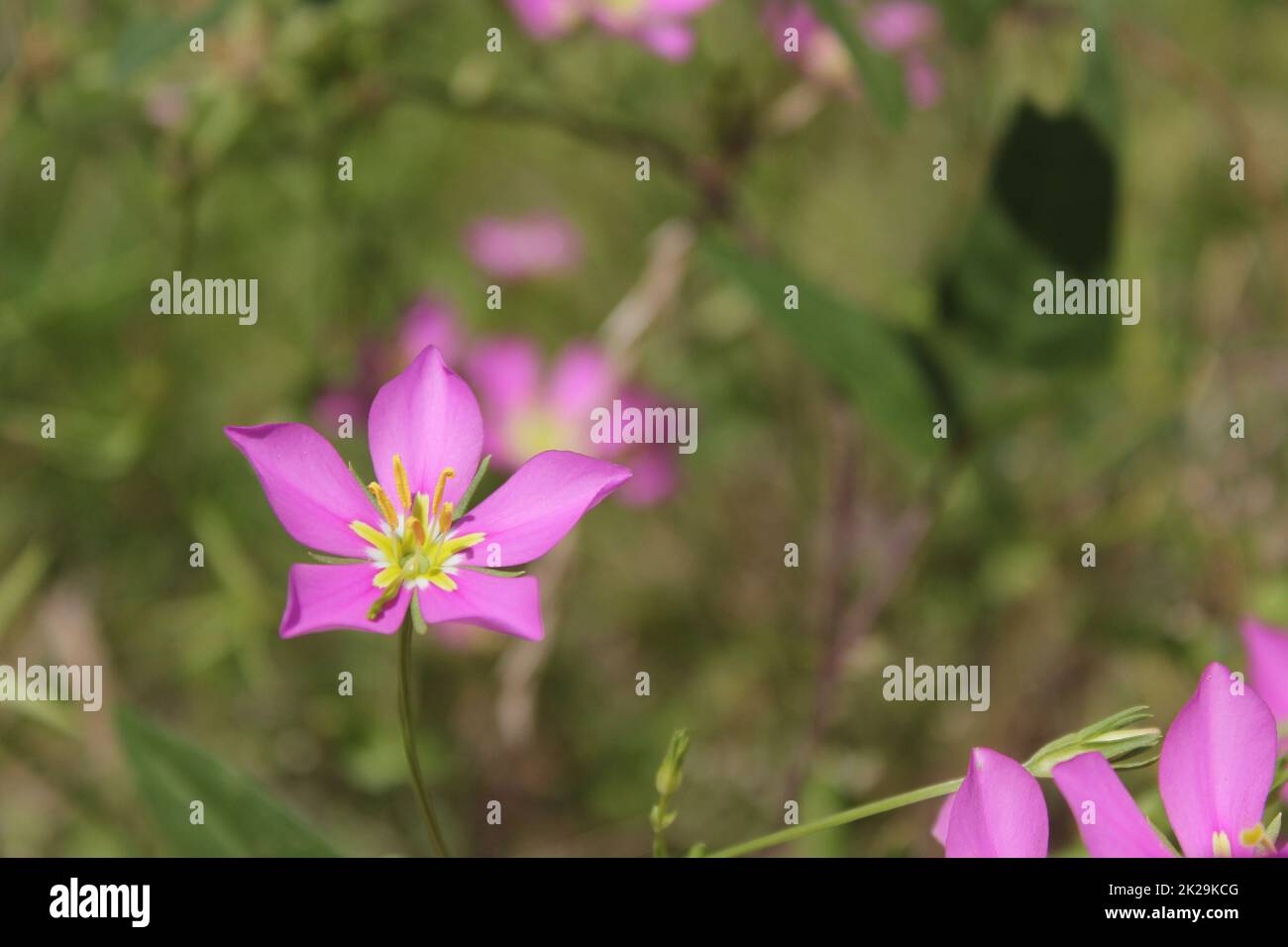 Feld der kleinen Wildblumen in East Texas Stockfoto