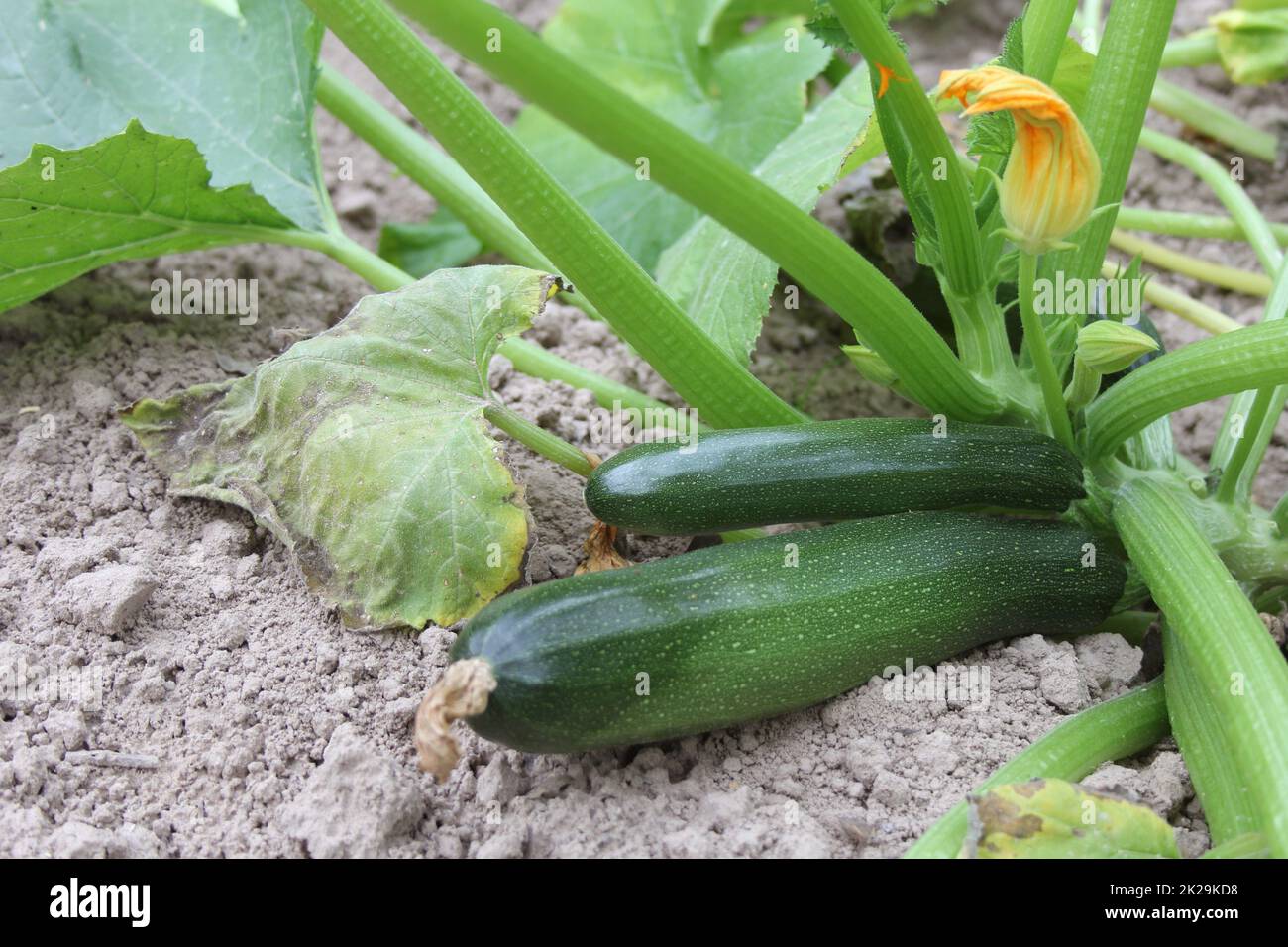 Zucchini bereit für die Ernte auf Pflanze im Garten Stockfoto