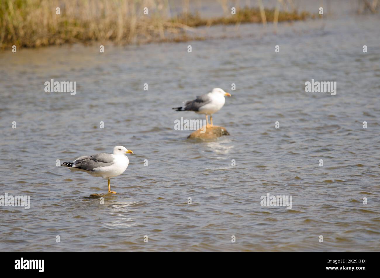 Gelbbeinmöwen Larus michahellis atlantis. Stockfoto