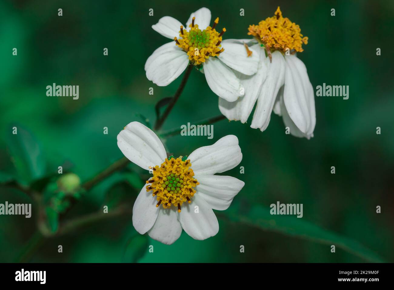 Bidens pilosa auf dem Gras, das als zweijährige Pflanze eingestuft wird Stockfoto
