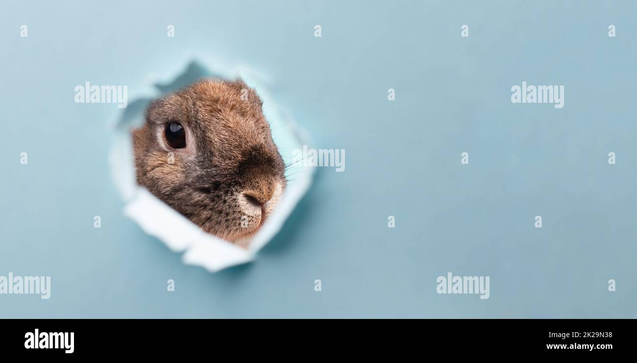 Osterkaninchen, Urlaub im Frühling, Kopierraum, Grußkarte, blauer Hintergrund Stockfoto