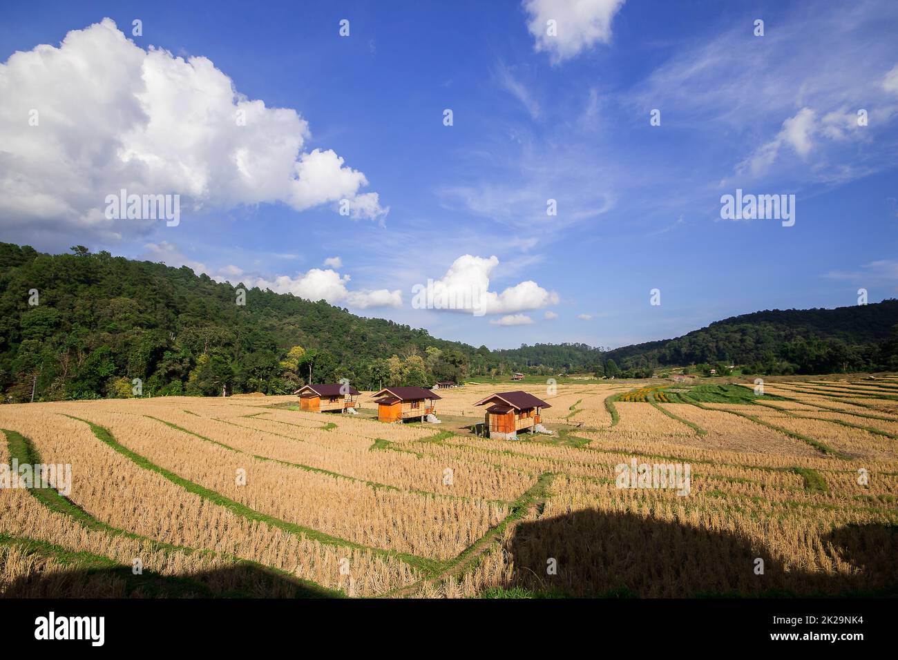 Drei Hütten inmitten von Reisfeldern, die bereits geerntet haben Stockfoto