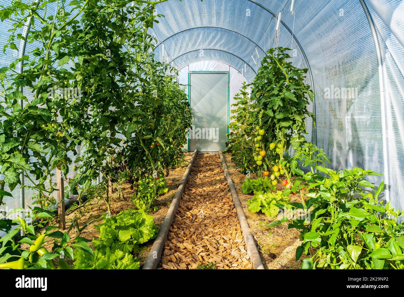Gewächshaus mit grünem Gemüse, Sommer Gartenarbeit Stockfoto