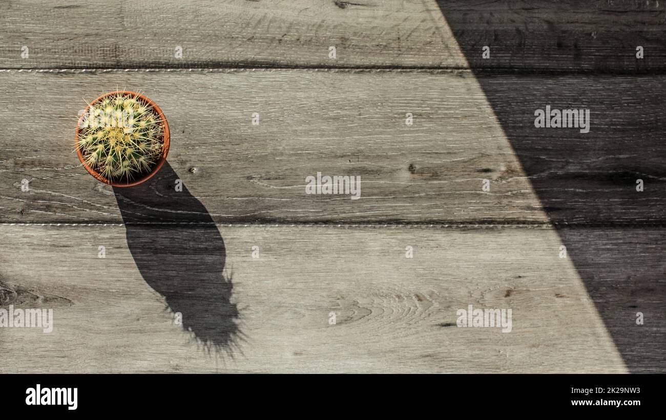 Tischplatte, Ansicht mit kleinen Kaktus im Topf und grau Holz Schreibtisch, Morgen Sonne werfen lange Schatten. Platz für Text auf der rechten Seite. Stockfoto