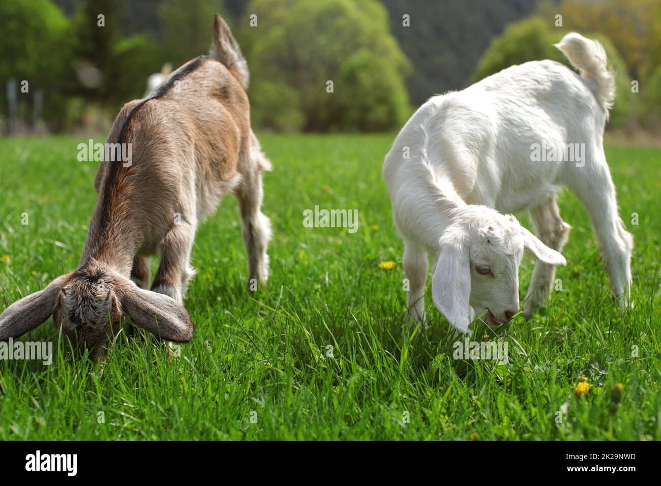 Zwei junge Ziege Kinder, braunen und weißen, die Beweidung von frühlingswiese. Stockfoto