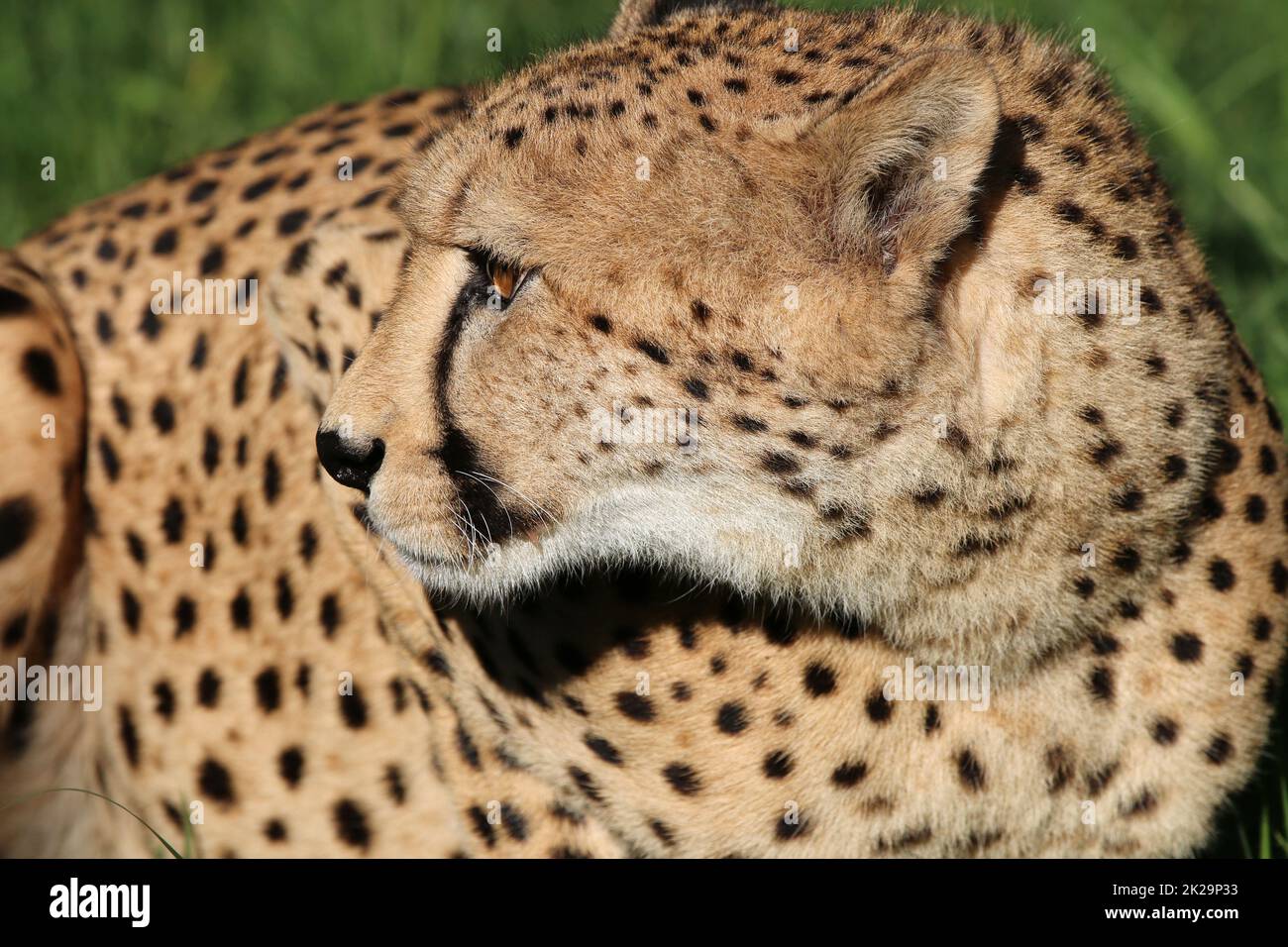 Geparden in Südafrika Stockfoto