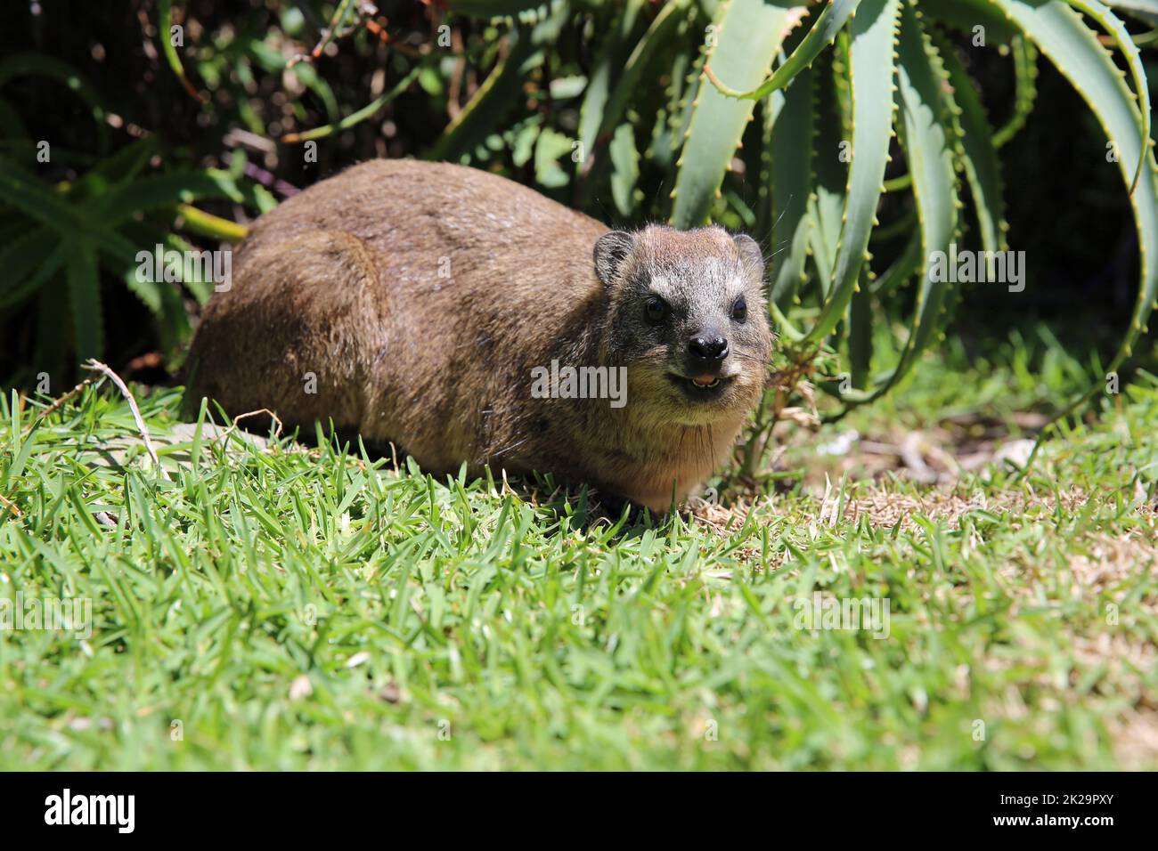 Rock Hyrax oder Rock Dassie in Südafrika Stockfoto