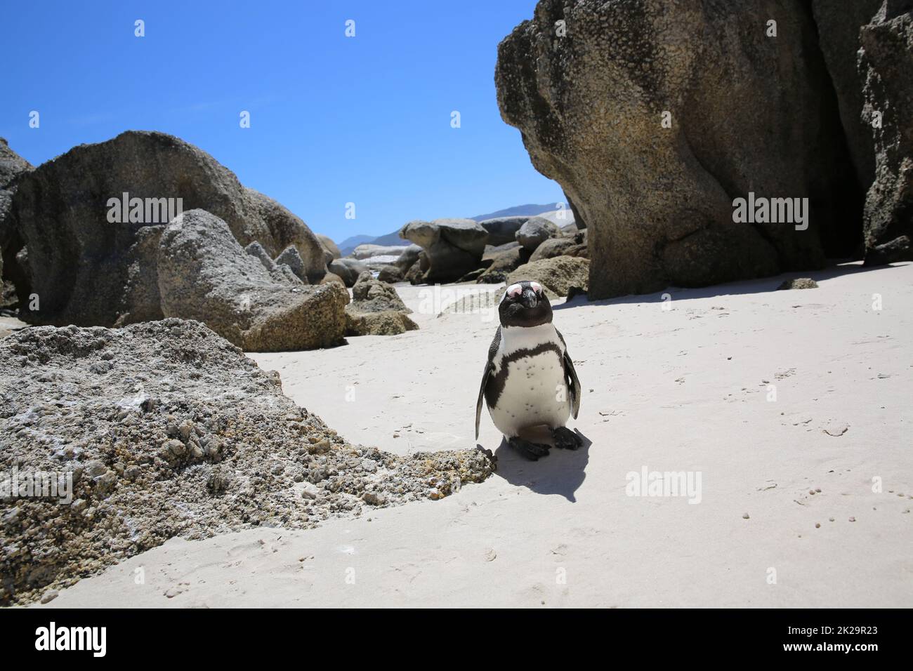 Jackass oder afrikanischer Pinguin am Boulders Beach. Südafrika Stockfoto