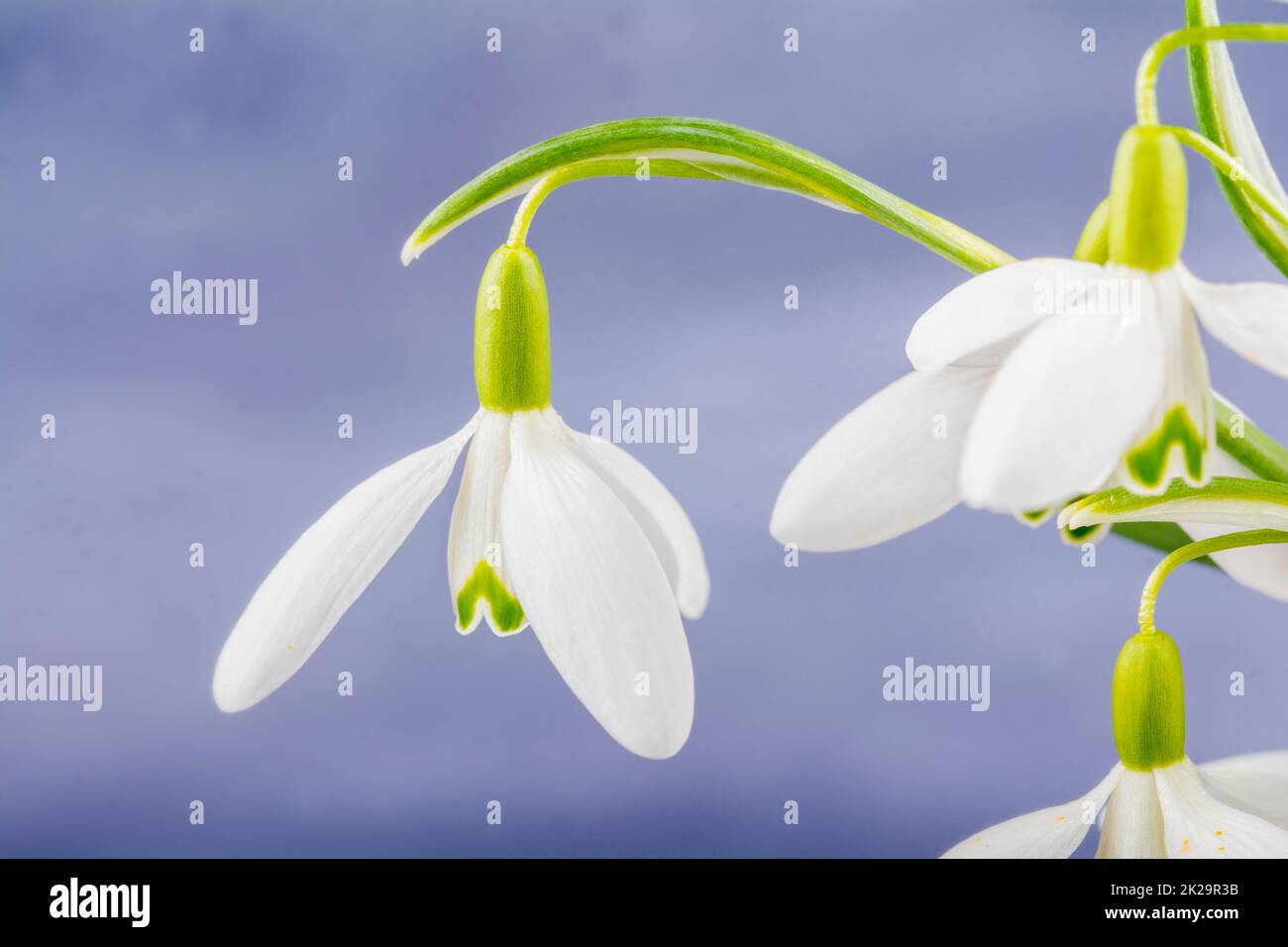 Ein weißer Schneetropfen in Nahaufnahme Stockfoto