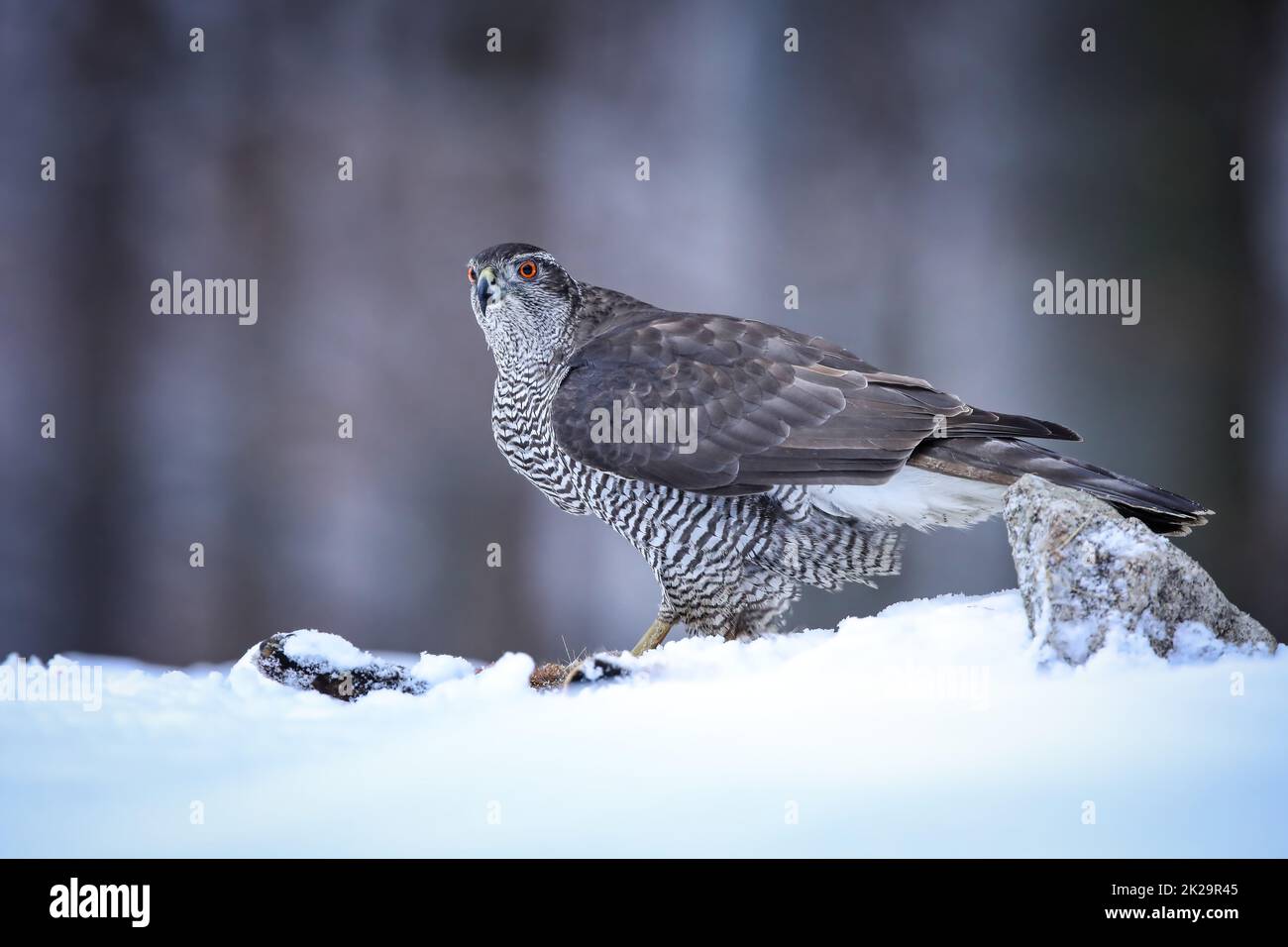 Nördlicher Habicht, der im Winter von der Seite auf Schnee sitzt. Stockfoto